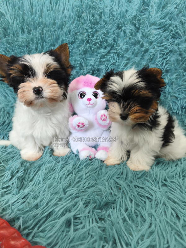 Buy female Biewer Yorkie