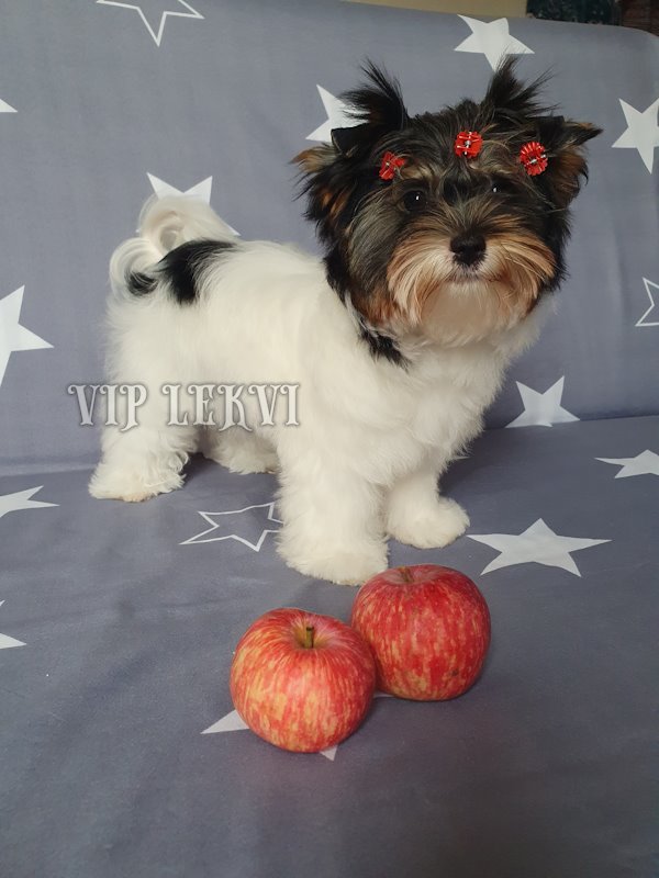 Biewer Terrier puppy, female with hypoallergenic hair.