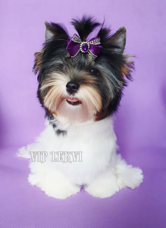 We offer a female Biewer Yorkie. The little princess is waiting for you!