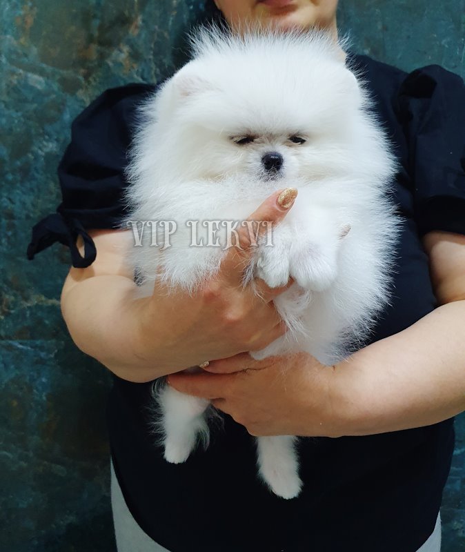 Pomeranian puppies for sale, white.