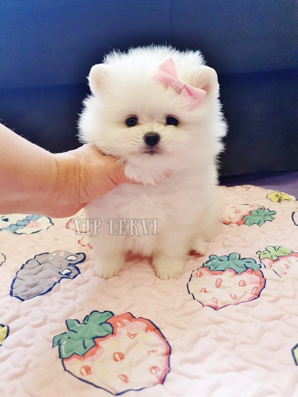 Buy the best Pomeranian Pomeranian puppy from the Geo Best Dogs kennel