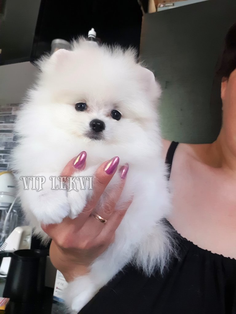 White Mini Pomeranian Puppies for Sale in Europe