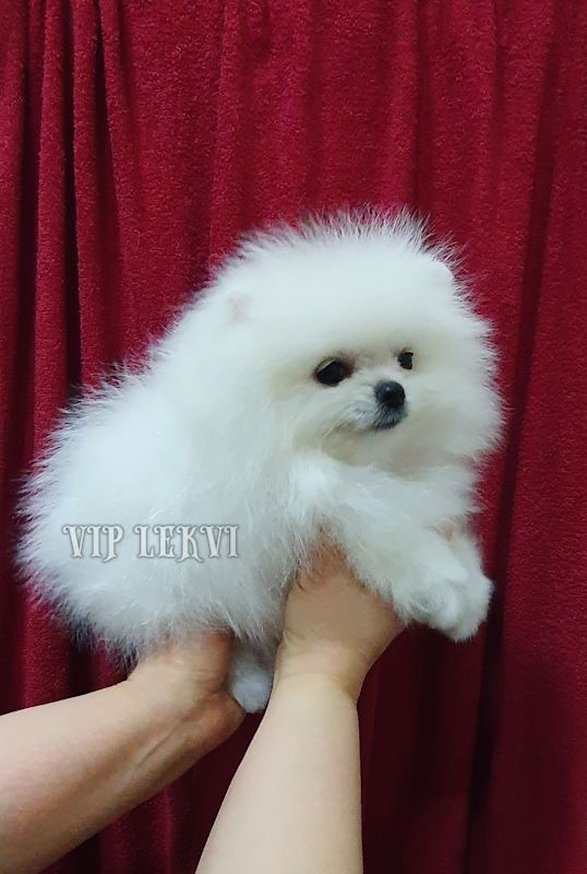 Miniature Pomeranian puppies, white color, for sale.