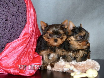 Mini Yorkshire Terrier price