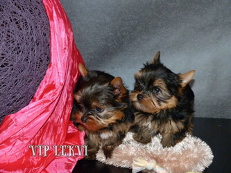 yorkie puppies price