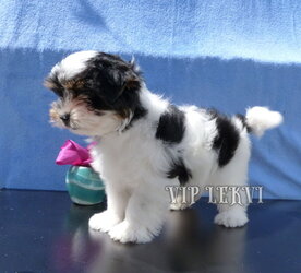 Buy a biewer terrier puppy