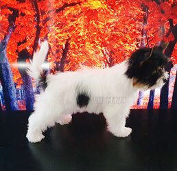 Biewer Terrier puppy