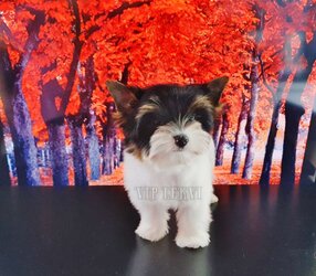 Mini Biewer Yorkie puppy for sale