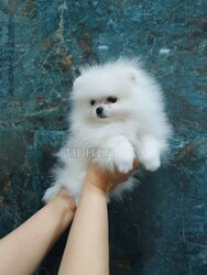 White Spitz puppies price