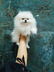 Pomeranian Spitz teddy bear type.