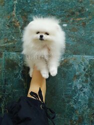 Buy a Pomeranian Spitz puppy in Batumi