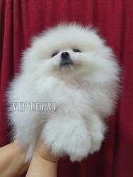 White Pomeranian Spitz kennel in Georgia