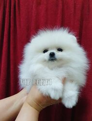 Buy a puppy Pomeranian Spitz in Batumi.