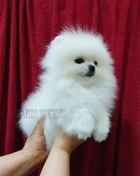 Pomeranian Spitz. Learn the price in Batumi.