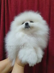 Pomeranian Spitz from kennel in Georgia