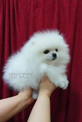 Mini Pomeranian Spitz puppy of teddy bear type.