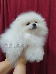 Purebred Pomeranian Spitz bo.