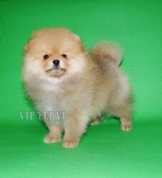 Pomeranian Spitz price, boo