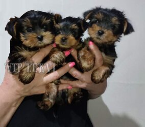 buy mini yorkie in Georgia