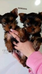 buy a yorkie puppy