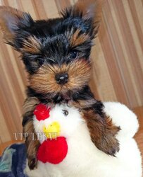 Mini Yorkie price