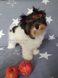 Buy a Biewer Yorkie from a dog kennel.