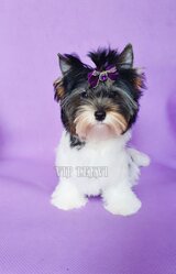 Biewer Yorkshire Terrier