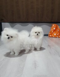 Buy a pomeranian dog