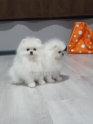 Buy a mini dog of the German Spitz breed.