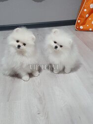 Small dogs of the Pomeranian breed.