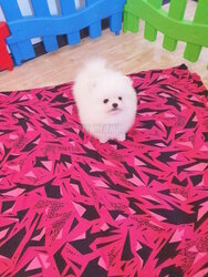 Pomeranian Spitz buy.