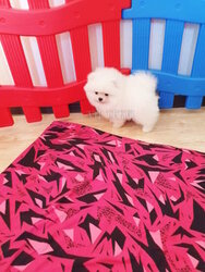 Mini pomeranian dog price.