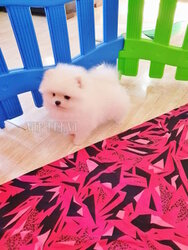 Mini Spitz puppies for sale. White Pomeranians.