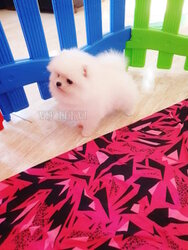 Small breed dogs. Miniature Pomeranian Spitz.