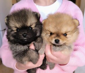 Pomeranian Spitz from a kennel in Georgia.