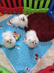 Buy a Pomeranian Spitz dog with delivery to any region.