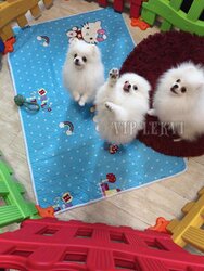 Buy a white Pomeranian in our country.