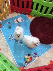 Small breed dogs in our city. Buy mini Spitz, boo.