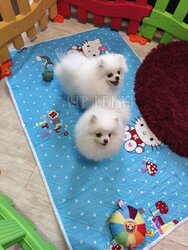 Buy a Spitz. Sale of small dogs.