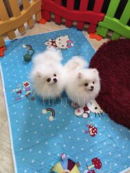 Pomeranian Spitz. Small breed.