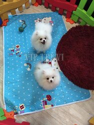 Puppies of small dog breeds. Mini Spitz Puppies.