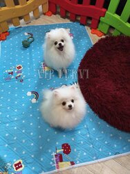 Sale of small breed dogs. Pomeranian Spitz - decorative breed of dogs.
