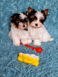 Purebred Biewer Yorkie girls with pedigree