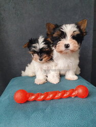 buy female Biewer Yorkie