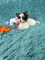 Female Biewer Yorkie