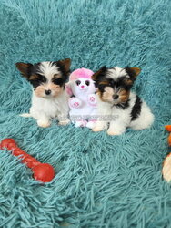Purebred Biewer Yorkie girls with pedigree
