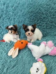 Miniature Biewer Terrier girls