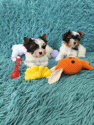 Biewer Yorkie mini female