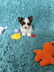 Elite Biewer Yorkie puppies