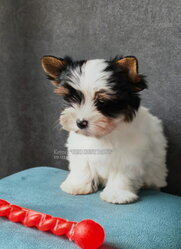 tricolor Biewer Yorkie puppies